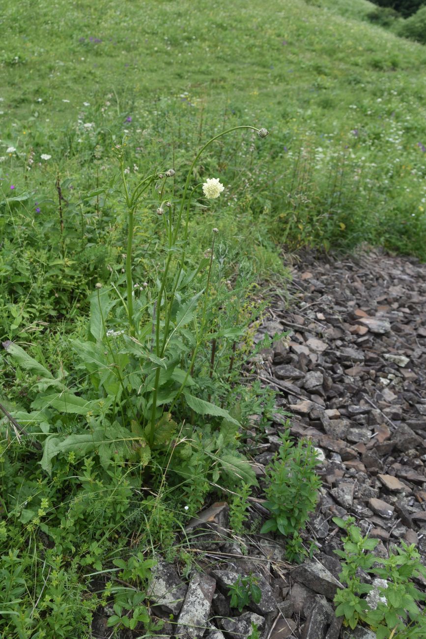Изображение особи Cephalaria gigantea.