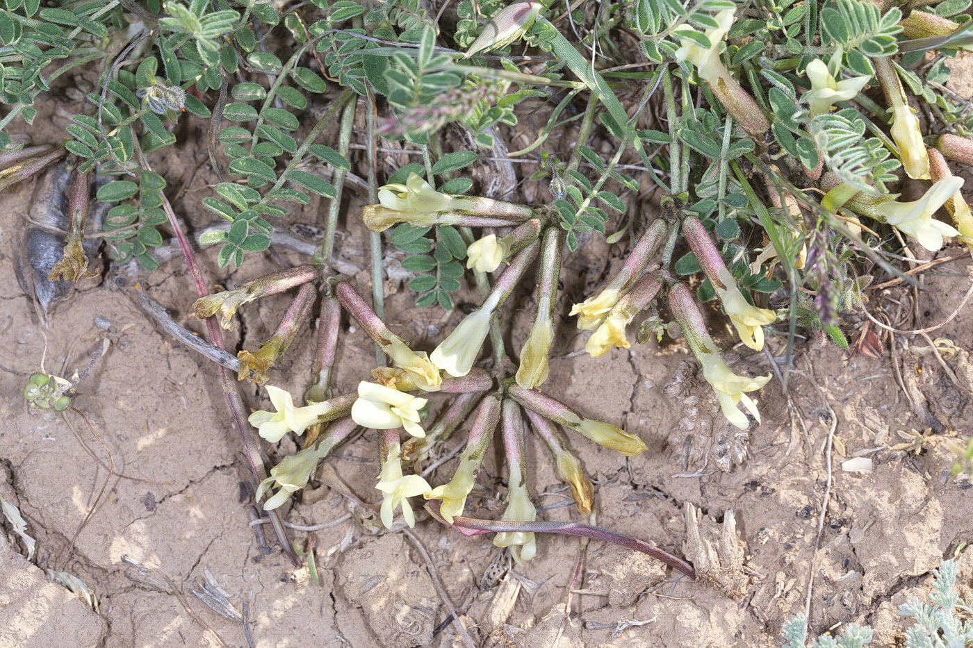 Изображение особи род Astragalus.