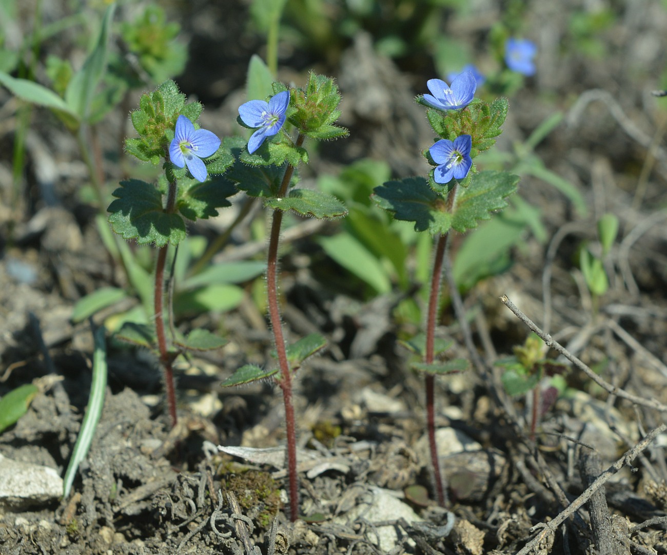 Image of Veronica praecox specimen.