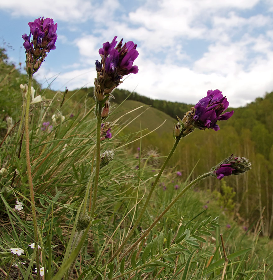 Image of Oxytropis strobilacea specimen.