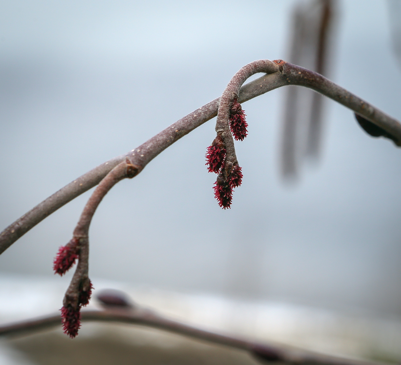 Изображение особи Alnus incana.