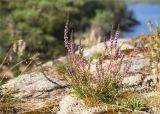 Calluna vulgaris