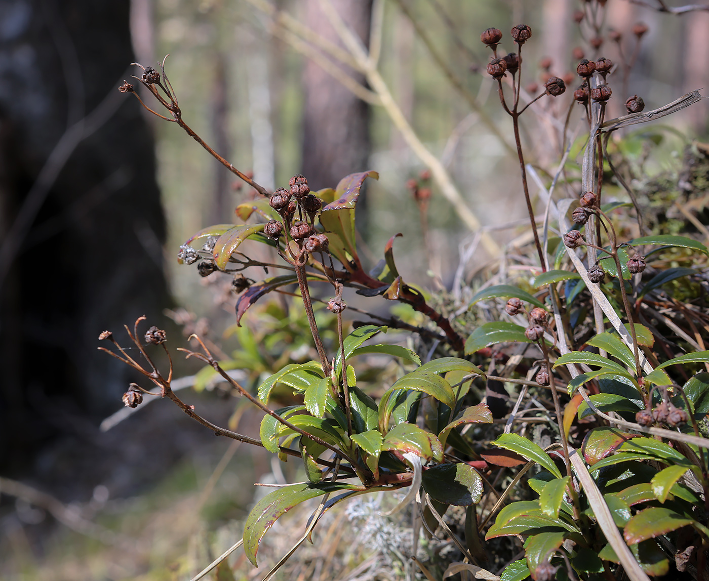 Изображение особи Chimaphila umbellata.