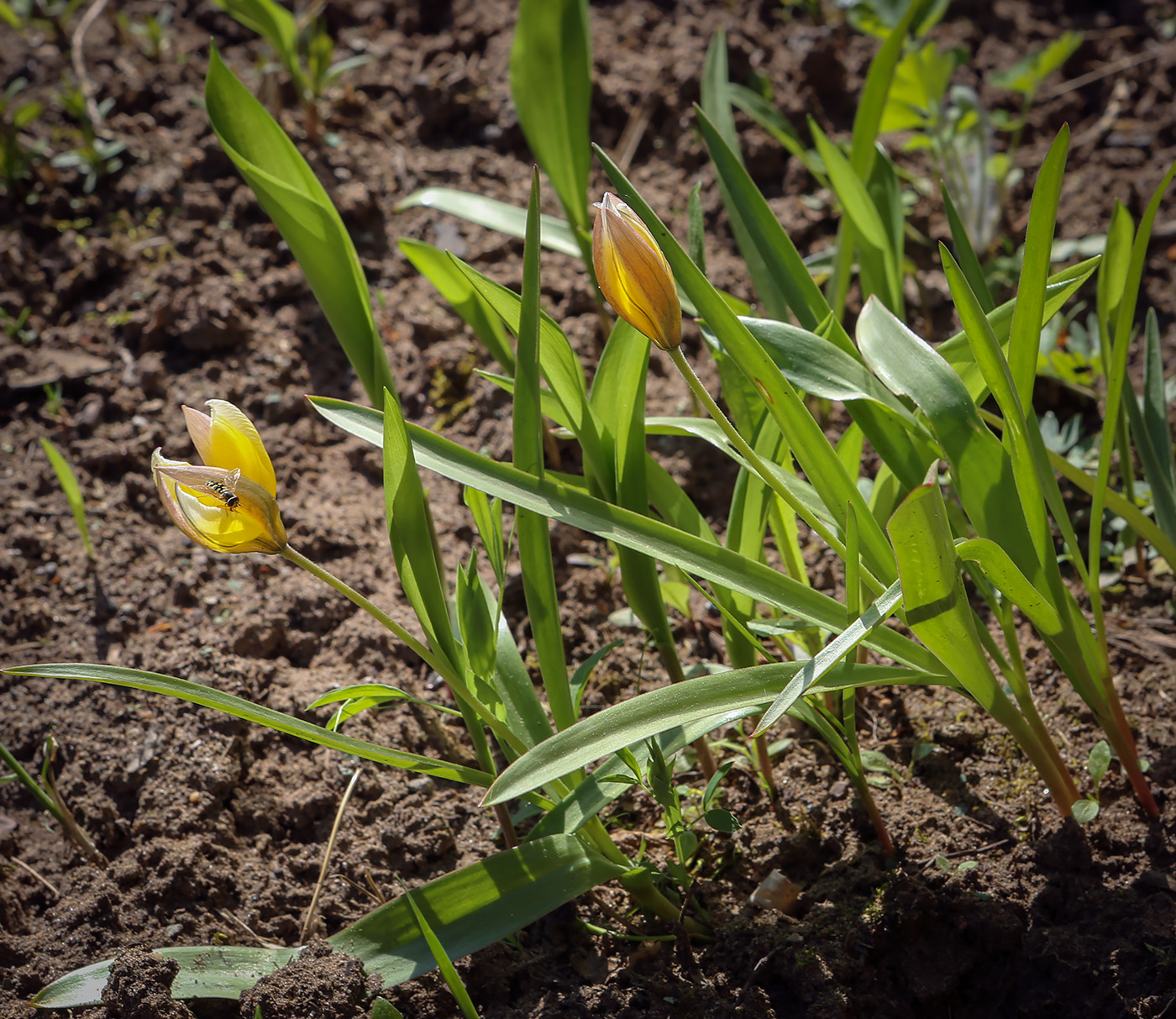 Изображение особи Tulipa sylvestris.