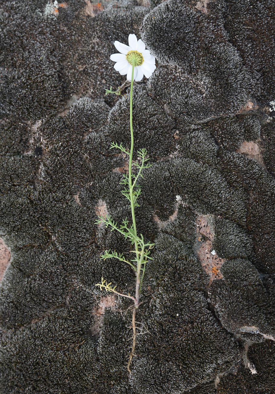 Image of genus Anthemis specimen.