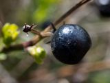 Jasminum fruticans. Прошлогодний плод. Крым, г. Судак, ур. Алчак-Кая, с-в склон, луг. 10.04.2025.