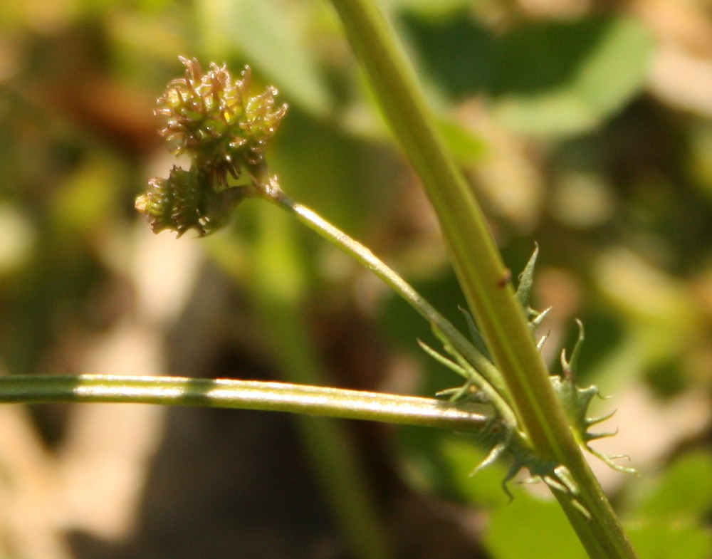 Изображение особи Medicago polymorpha.