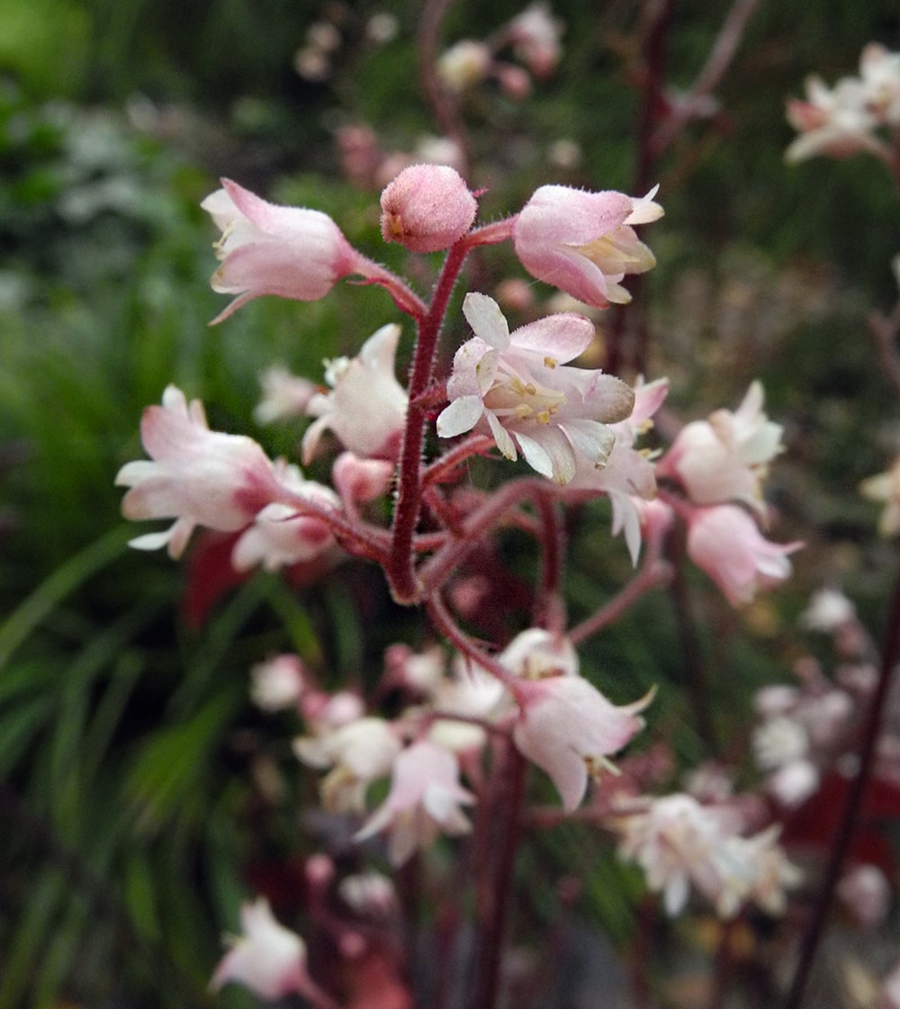 Image of × Heucherella hybrida specimen.