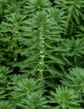 Myriophyllum aquaticum. Верхушка побега с соцветиями и каплями воды. Китай, пров. Аньхой, дер. Хунцунь, пруд, в воде у берега. 28.05.2025.