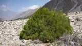 Juniperus semiglobosa. Взрослое дерево выс. ок. 1,5 м. Таджикистан, Горно-Бадахшанская автономная обл., Рушанский р-н, хр. Северо-Аличурский, Ирхтские горы, Сарезское оз., Ирхтский залив, дол. р. Лянгар, выс. ≈ 3300 м н.у.м., сцементированное каменистое поле селевого выноса. 8 июля 2025 г.