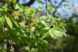род Ulmus