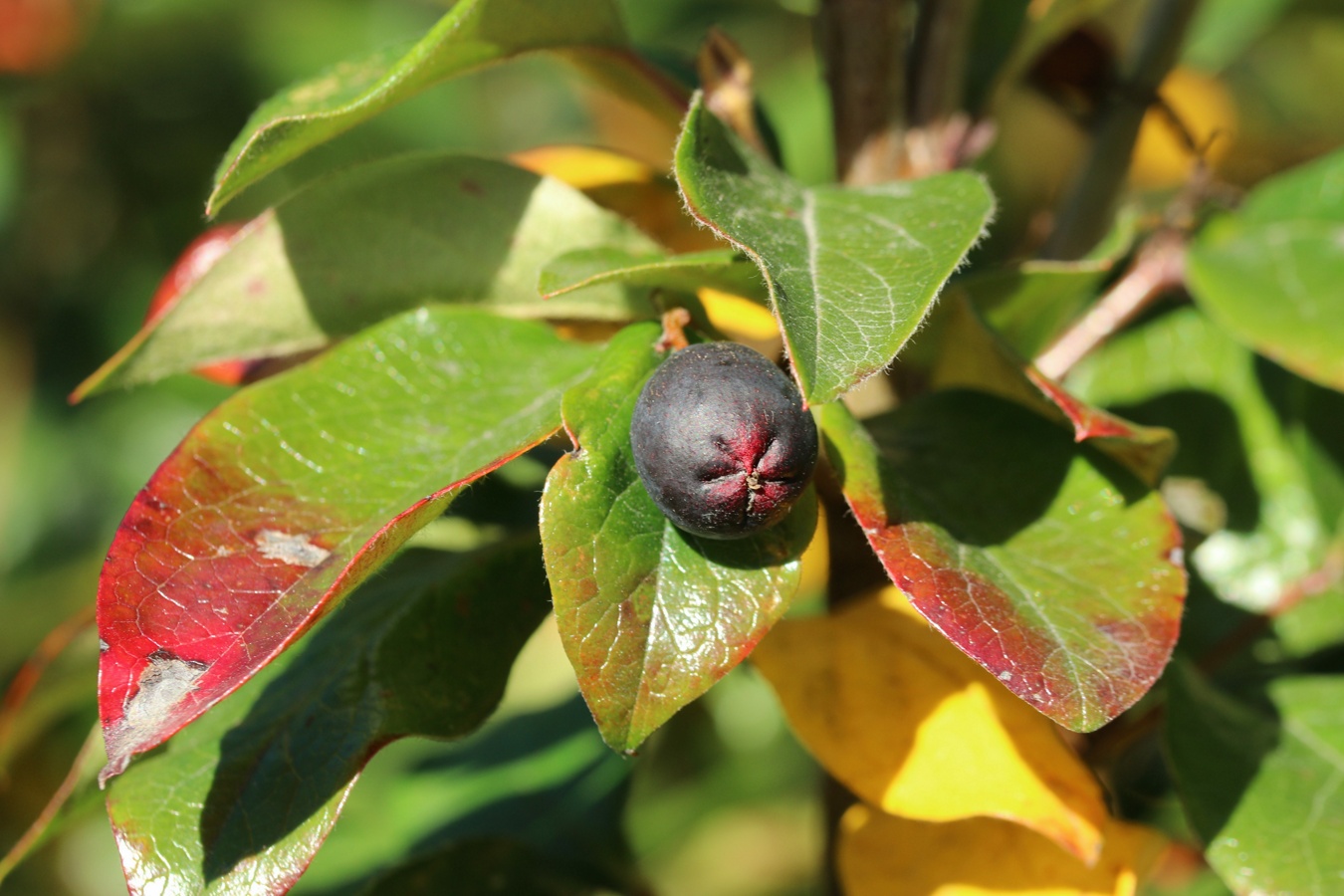 Изображение особи Cotoneaster lucidus.