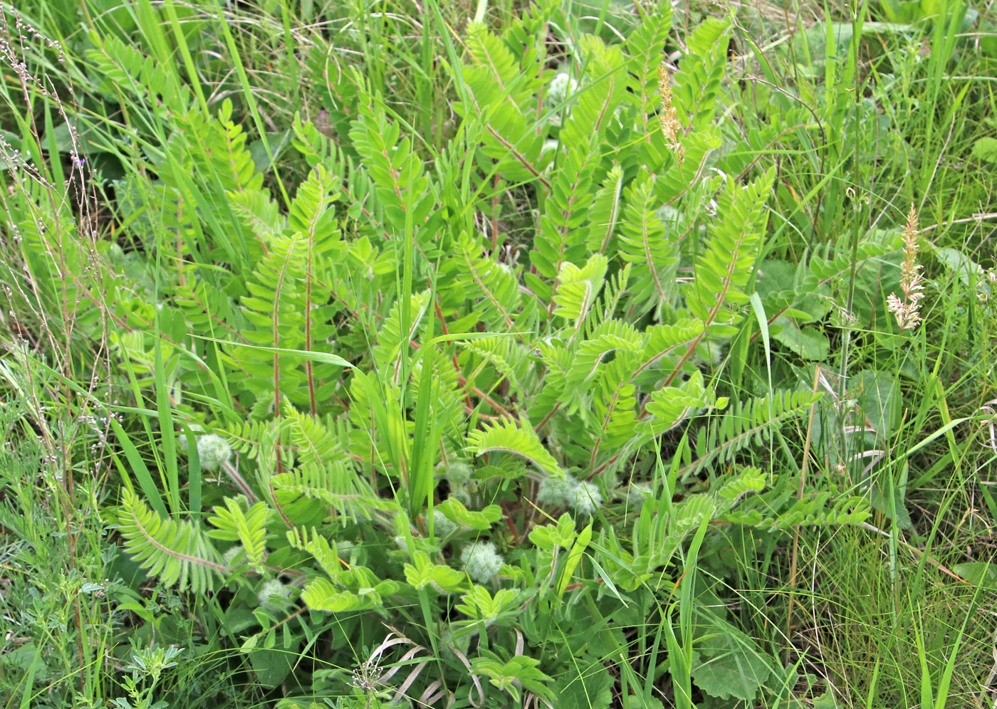 Изображение особи Astragalus dasyanthus.