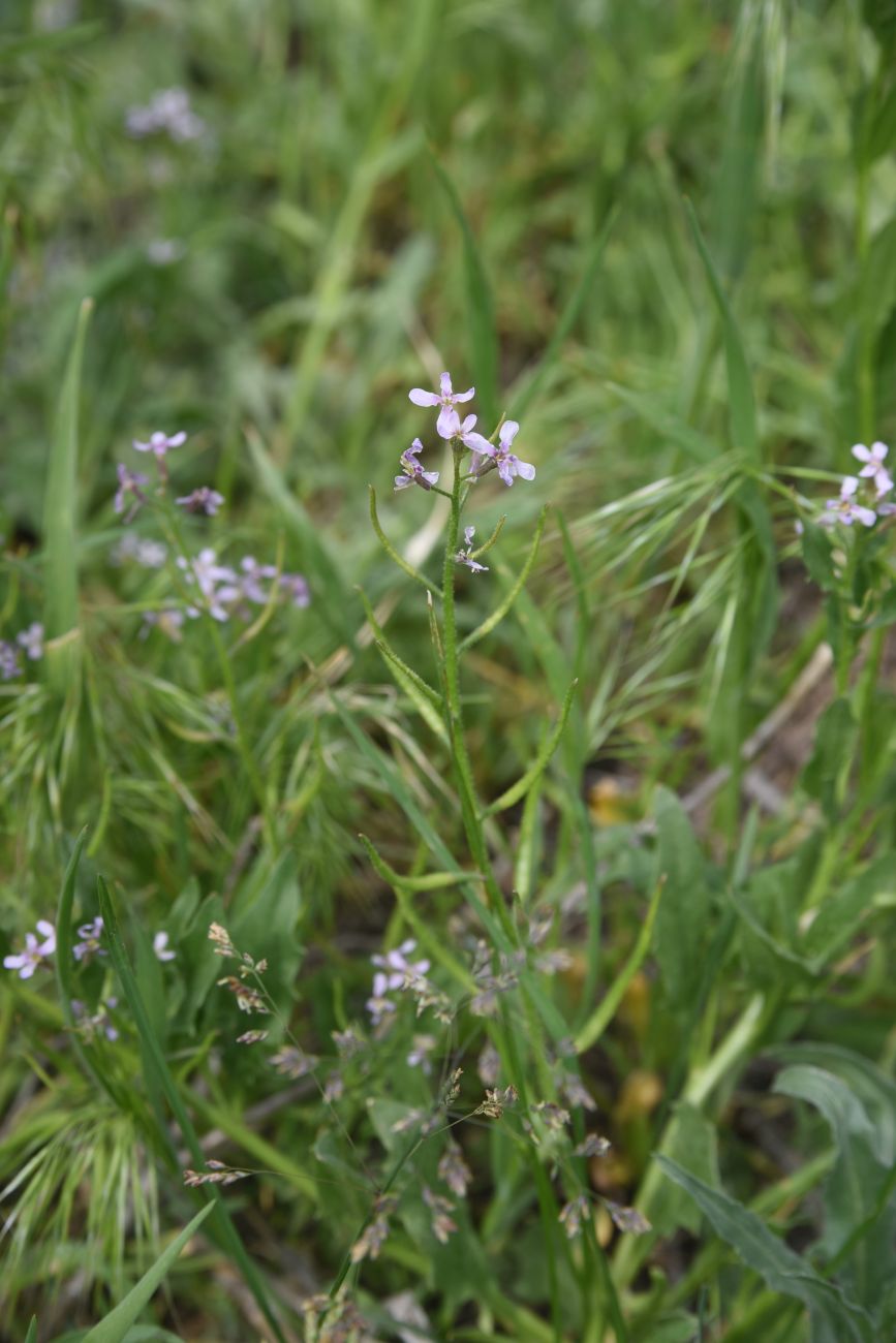 Image of genus Chorispora specimen.