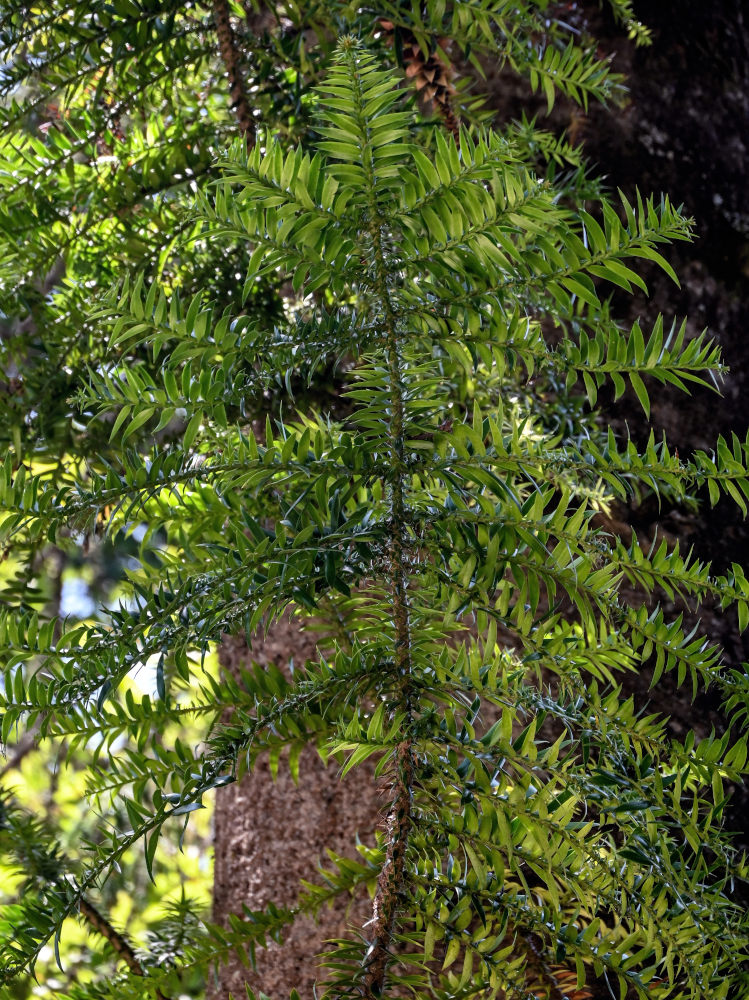 Image of Araucaria bidwillii specimen.