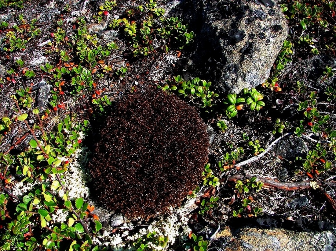 Image of Unknown species specimen.