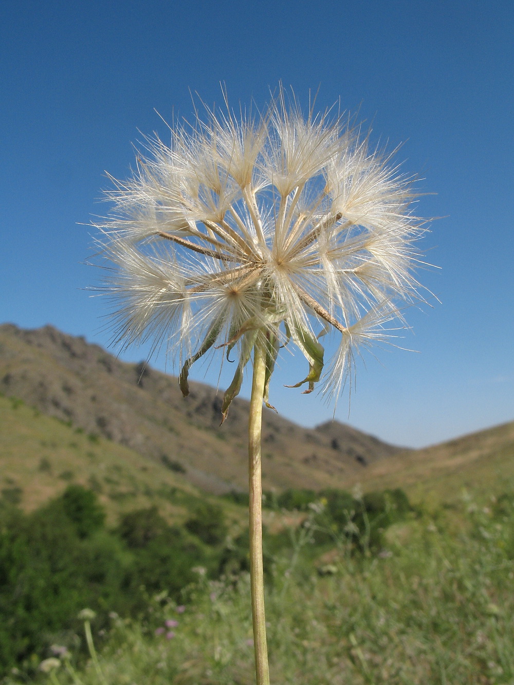 Изображение особи род Scorzonera.