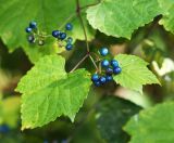 Ampelopsis brevipedunculata