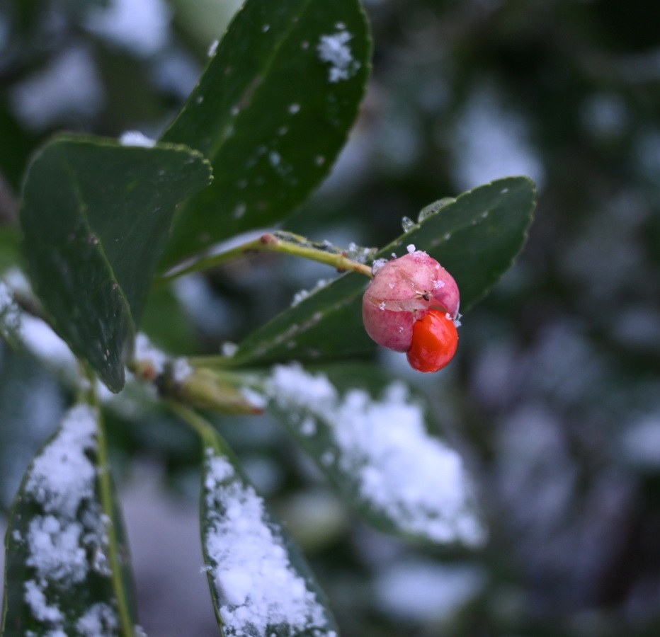 Изображение особи Неопознанный вид.