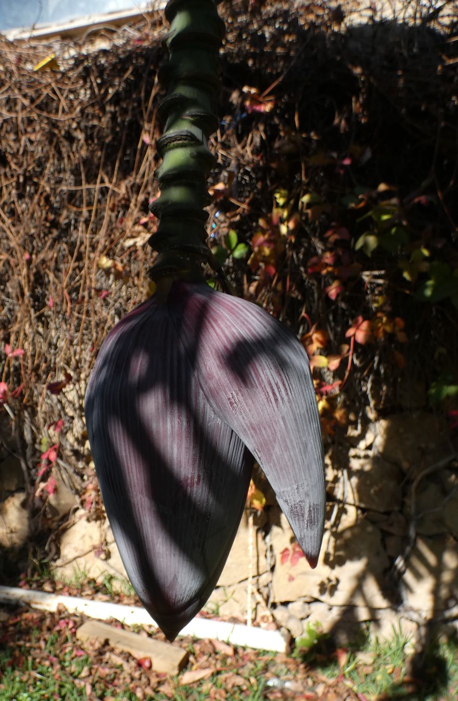 Image of Musa acuminata specimen.