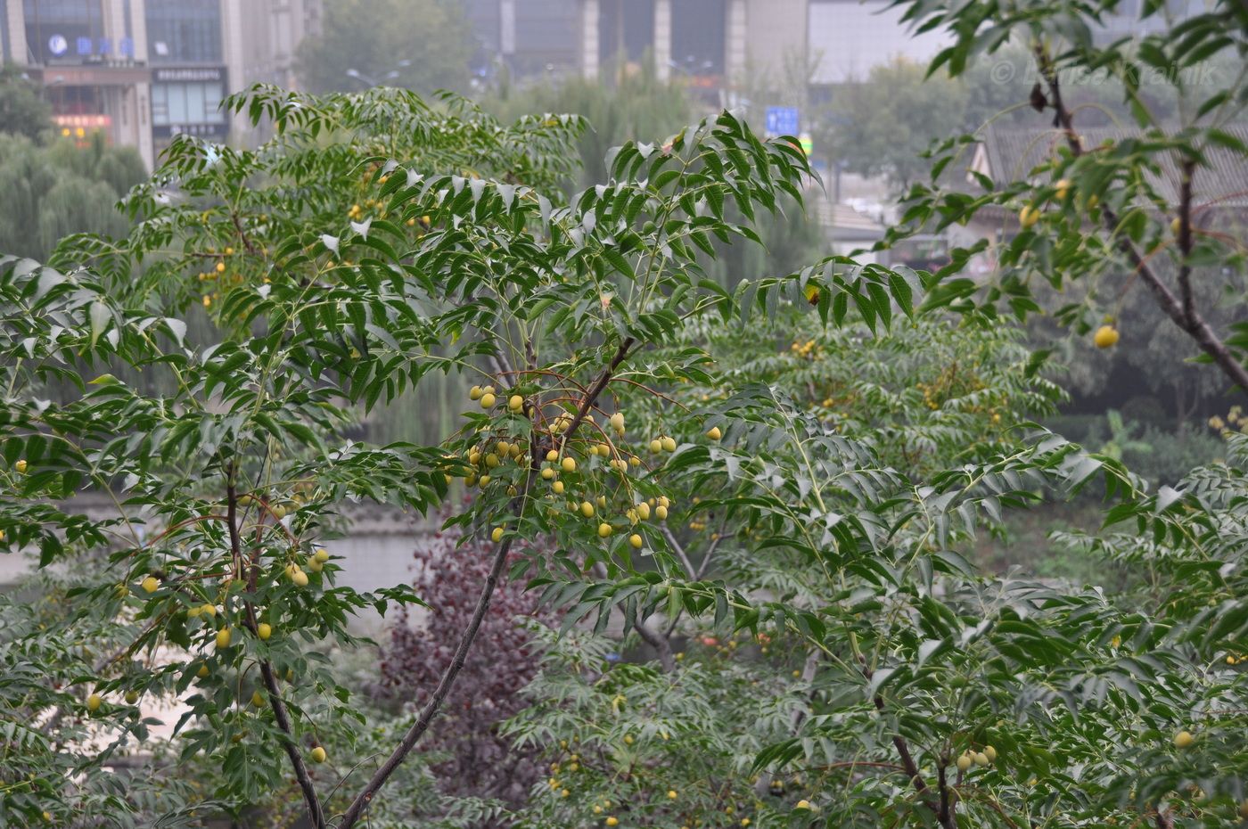 Изображение особи Melia azedarach.