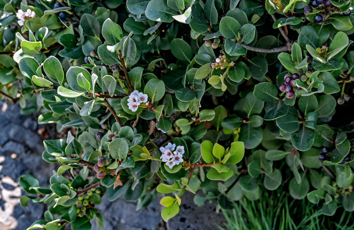 Image of Rhaphiolepis umbellata specimen.