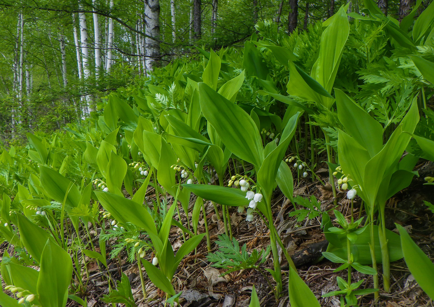 Image of Convallaria keiskei specimen.