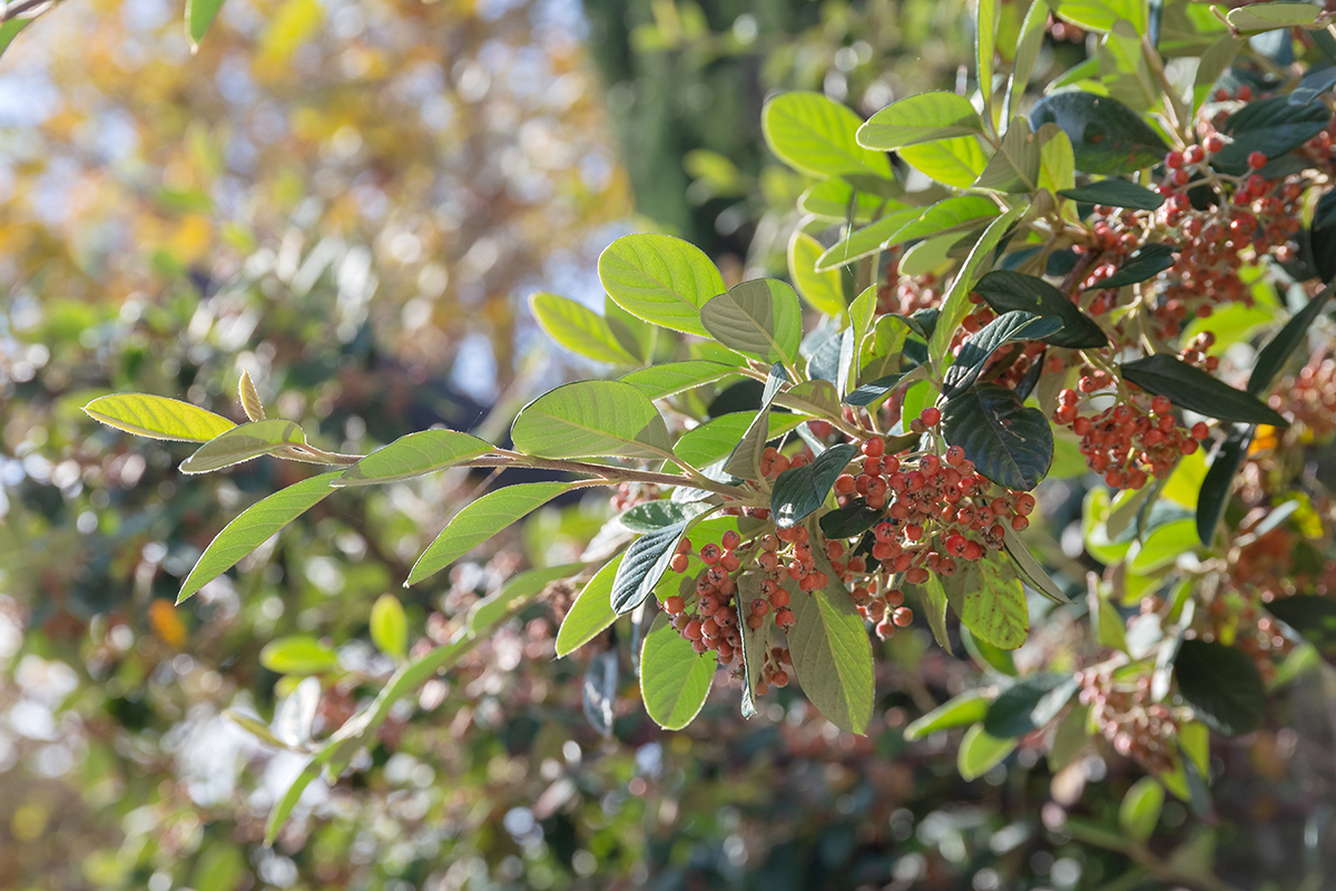 Изображение особи род Cotoneaster.