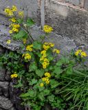 Sinosenecio oldhamianus. Цветущее и плодоносящее растение. Китай, пров. Аньхой, дер. Хунцунь, на стене дома. 28.05.2025.