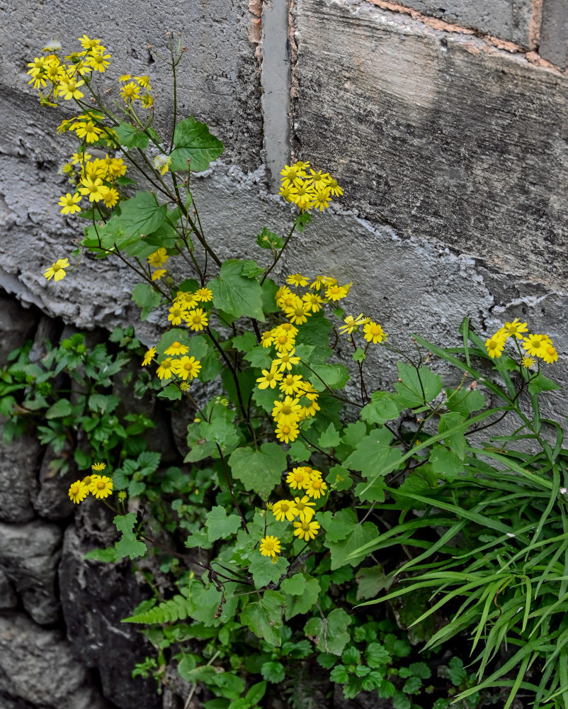 Изображение особи Sinosenecio oldhamianus.