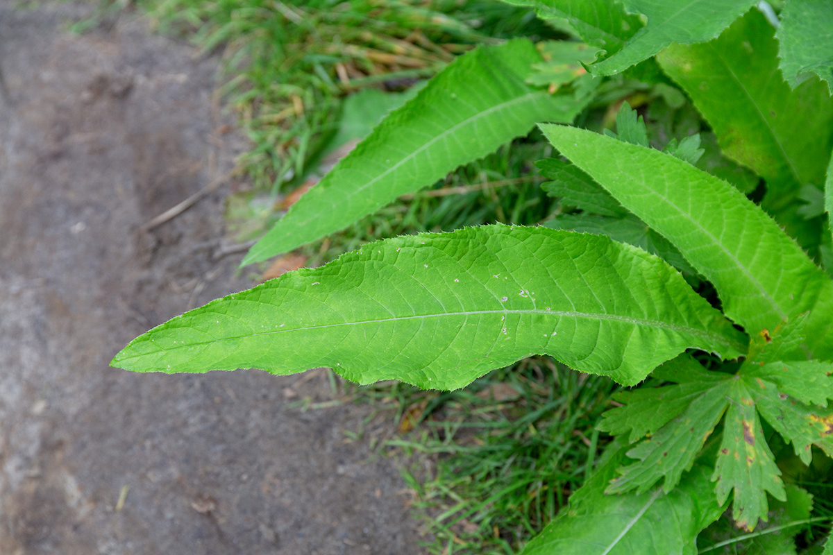 Image of Cirsium heterophyllum specimen.