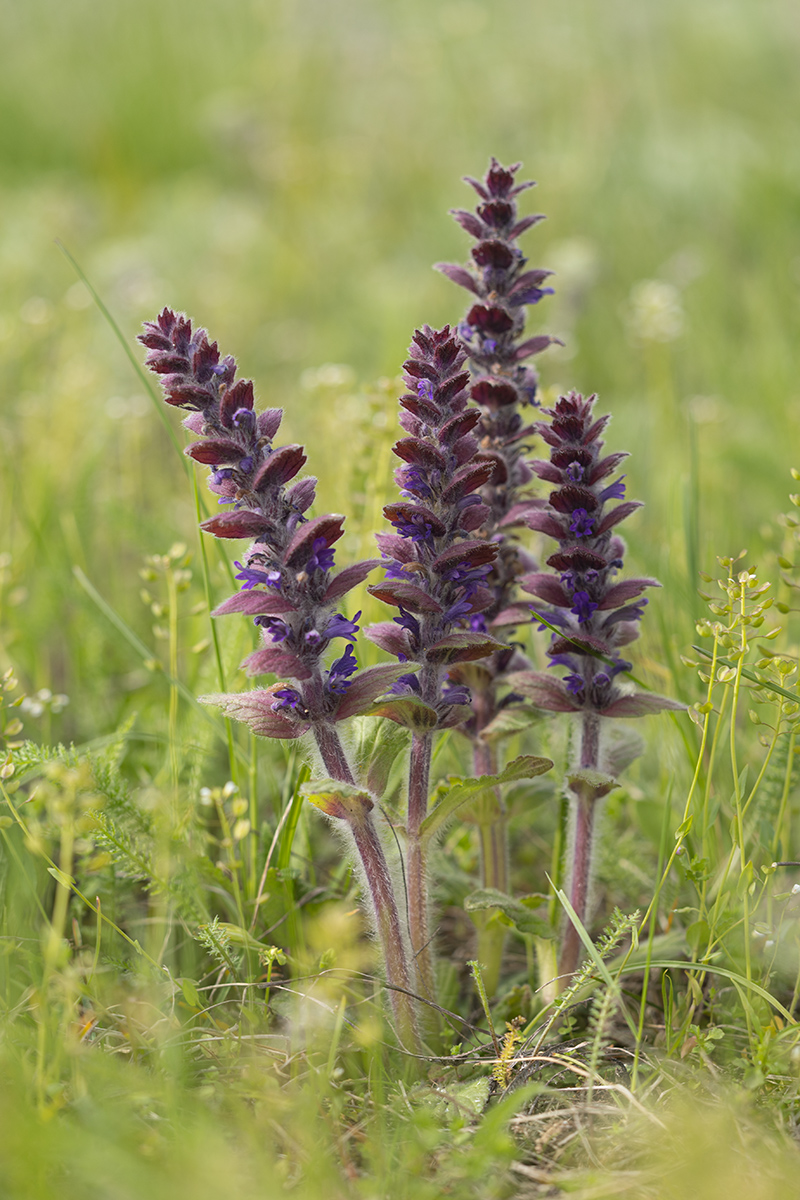 Изображение особи Ajuga orientalis.