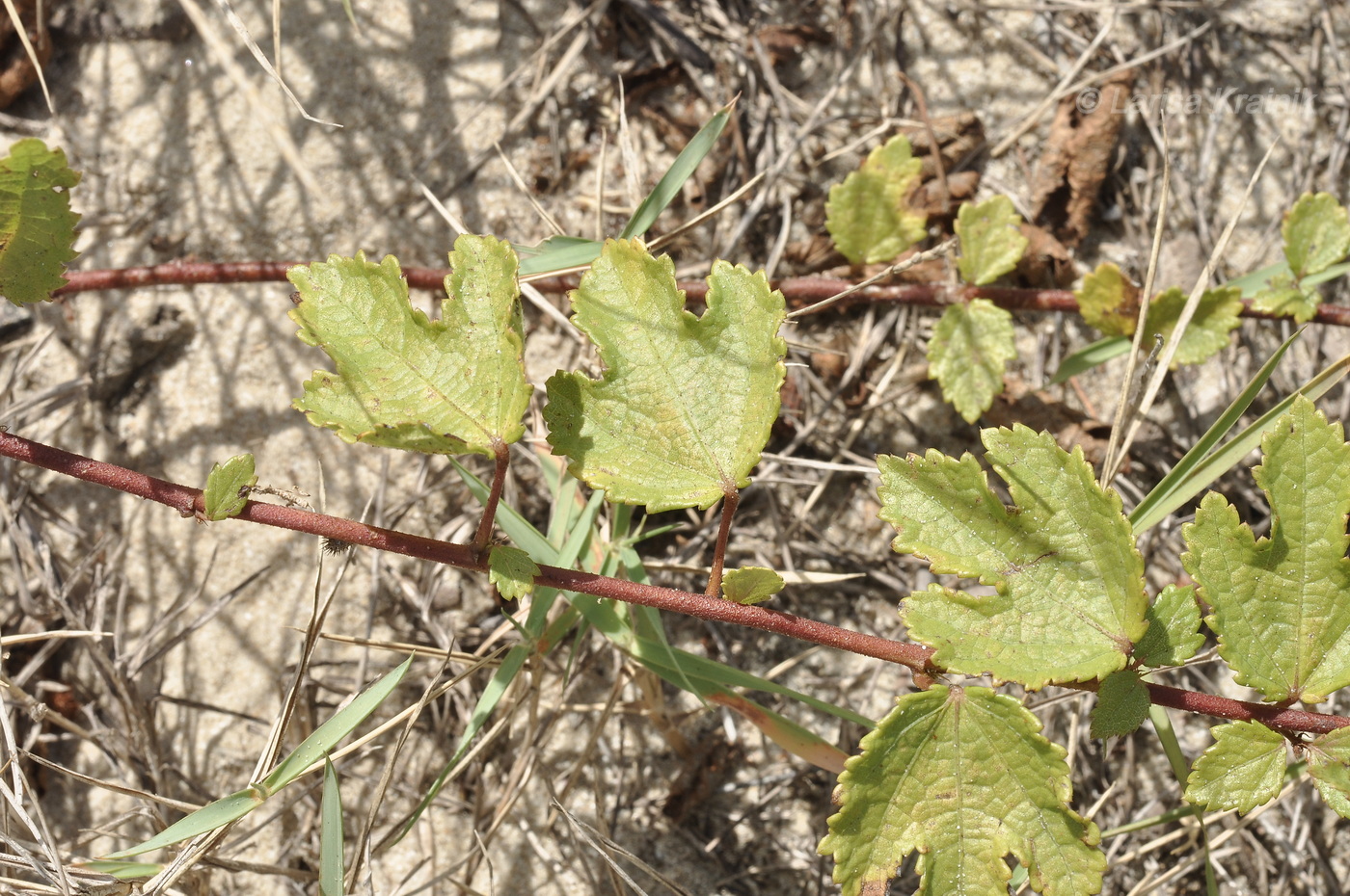 Image of genus Triumfetta specimen.
