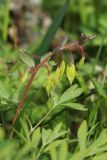 Corydalis solida. Верхушка плодоносящего растения. Ленинградская обл., Ломоносовский р-н, дер. Дубки, дачный участок. 01.05.2026.