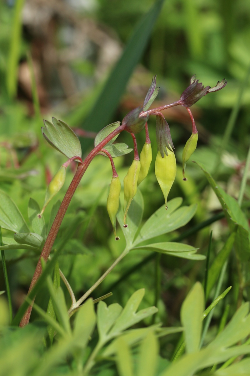 Image of Corydalis solida specimen.