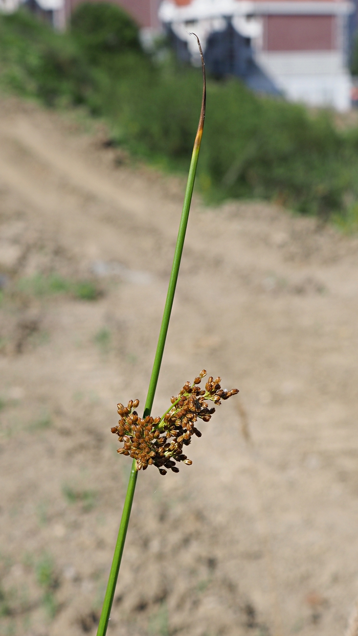 Image of Juncus effusus specimen.
