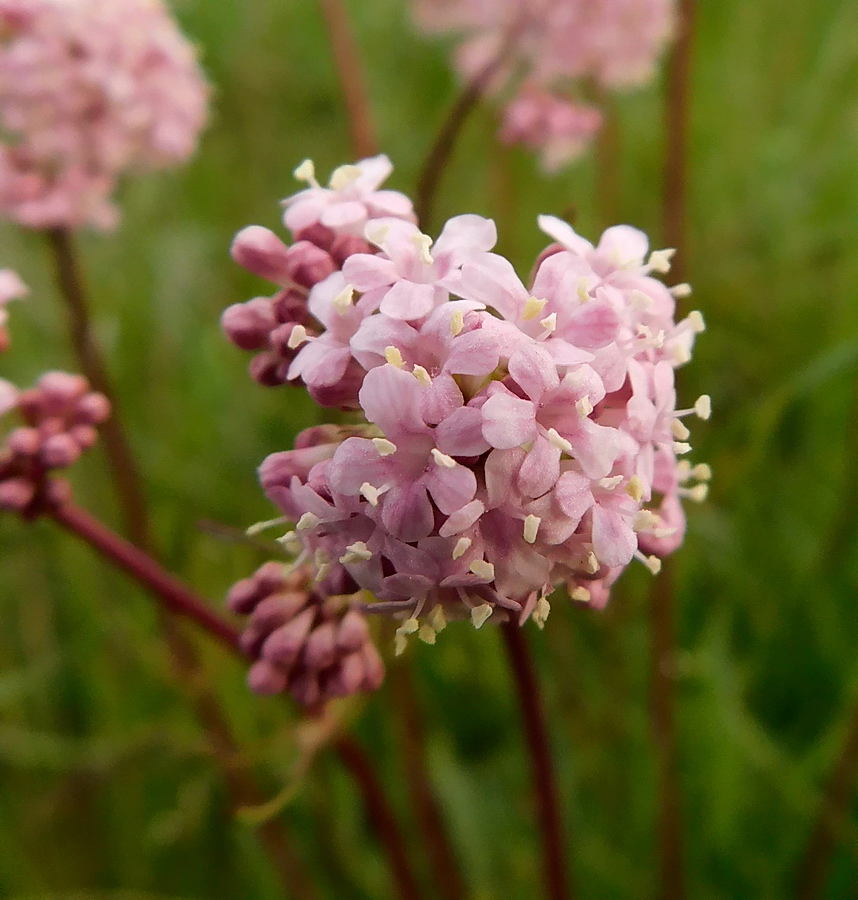 Изображение особи Valeriana tuberosa.