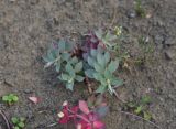 genus Euphorbia. Вегетирующее растение. Грузия, край Самцхе-Джавахети, Ахалцихский муниципалитет, левый борт р. Цинубанисцкали, 300 м от горячего источника Цинубани, крутой склон. 9 июня 2026 г.