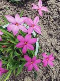 Rhodohypoxis baurii. Цветущее растение. Московская обл., в культуре. 29.06.2026.