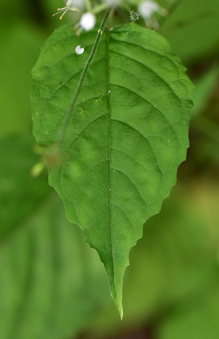 Image of Circaea × intermedia specimen.