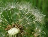 род Taraxacum