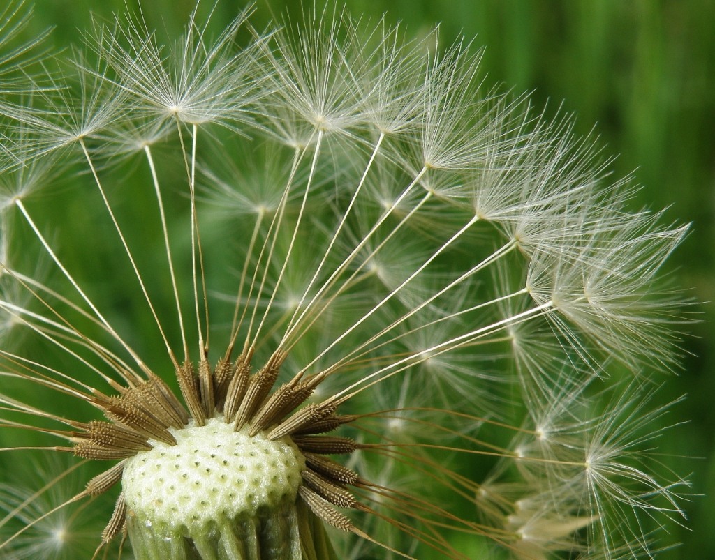 Изображение особи род Taraxacum.