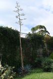 genus Agave. Растение с высохшим цветоносом. Абхазия, Гагра, парк Славы, цветник. 28.08.2026.
