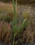 Bromopsis pumpelliana. Средняя часть побега. Полярный Урал, пойма р. Большой Ханмей, луг. 16.08.2026.
