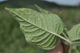 Circaea cordata. Лист (вид на абаксиальную поверхность). Приморье, о. Шкота, коса, полынно-кустарниковое сообщество. 20.07.2026.