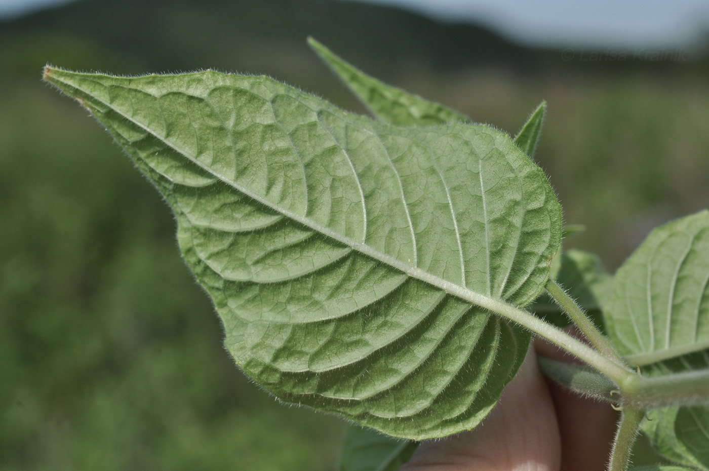 Изображение особи Circaea cordata.