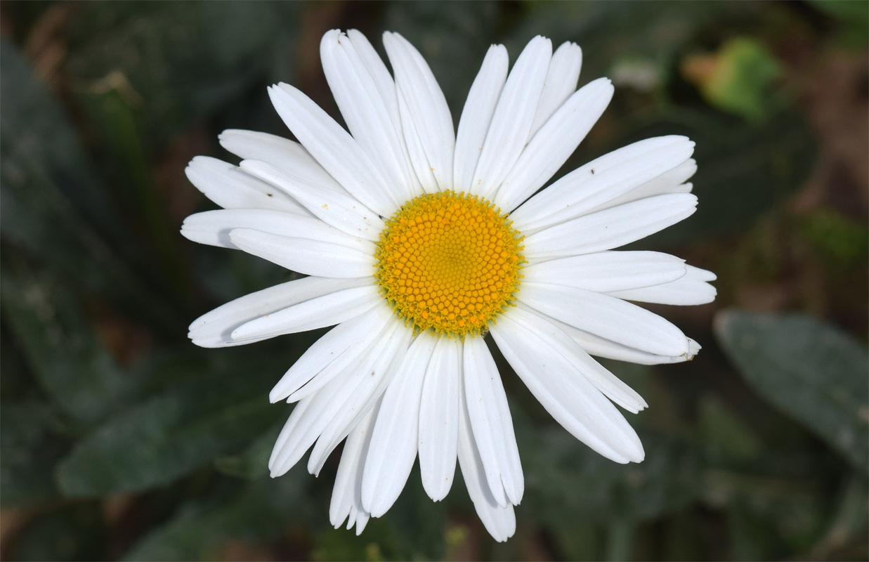 Image of Leucanthemum maximum specimen.