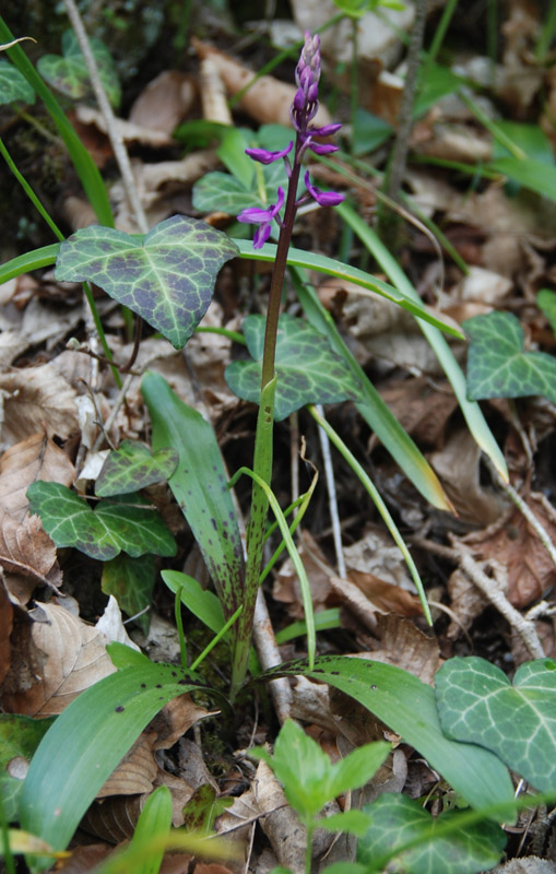 Изображение особи Orchis mascula.