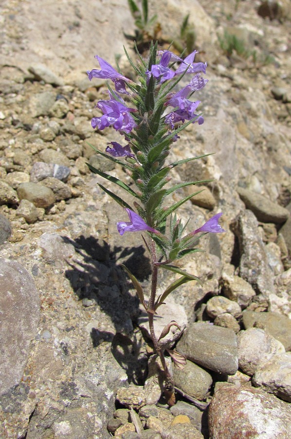 Image of Ziziphora taurica specimen.