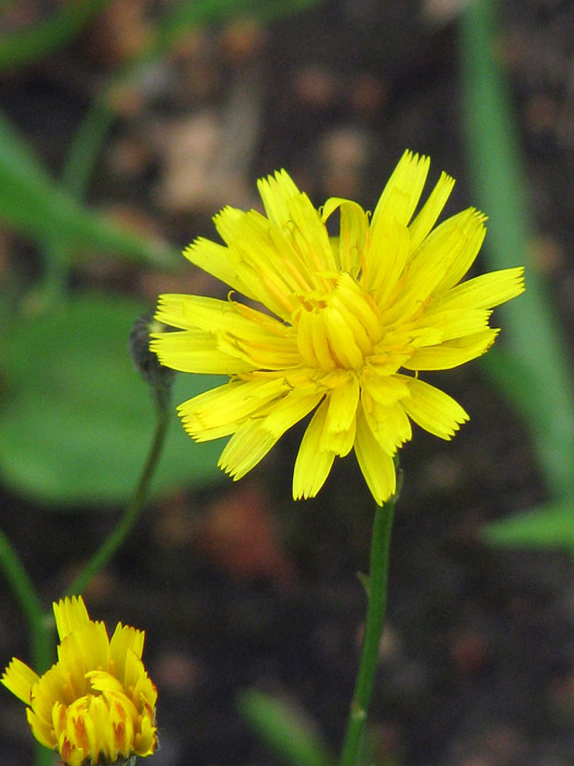 Изображение особи Scorzoneroides autumnalis.